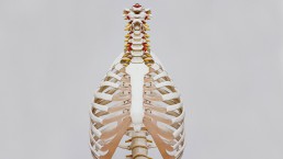 healthcare orthopaedics