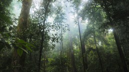 Rainforest trees