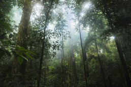 Rainforest trees